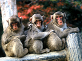 国立公園高崎山自然動物園